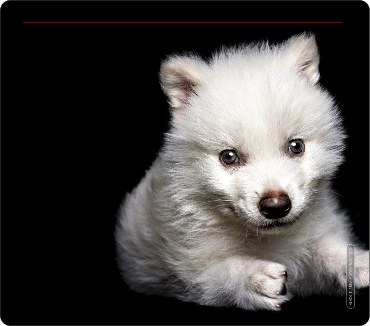 Romulus, one of Colossal Bioscience's dire wolves